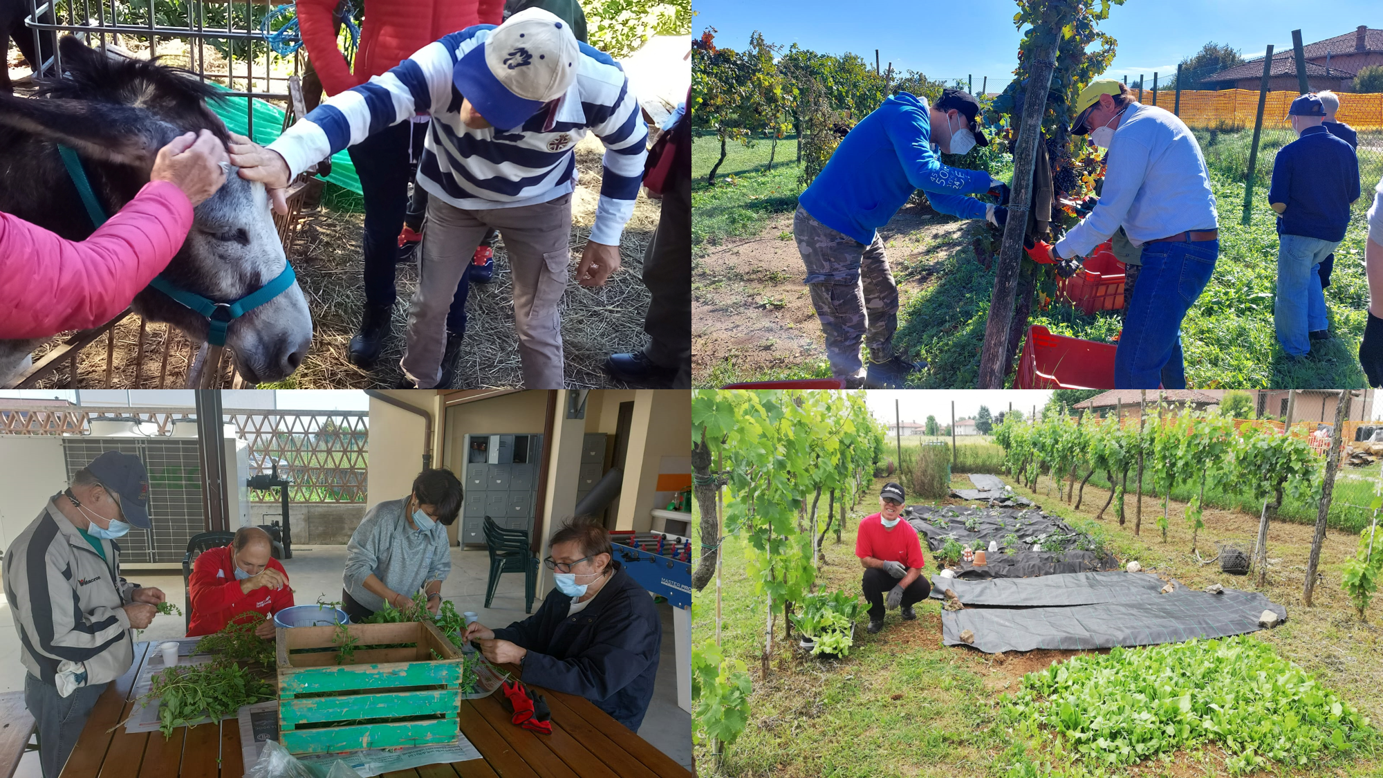 Copertina del progetto Fattoria Sociale